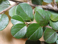 Cotoneaster hjelmqvistii
