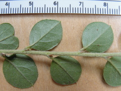 Cotoneaster hjelmqvistii