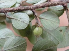 Cotoneaster hjelmqvistii