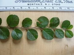 Cotoneaster hjelmqvistii