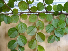 Cotoneaster hjelmqvistii