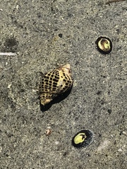 Acanthinucella punctulata