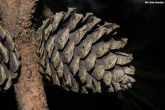 Pinus durangensis