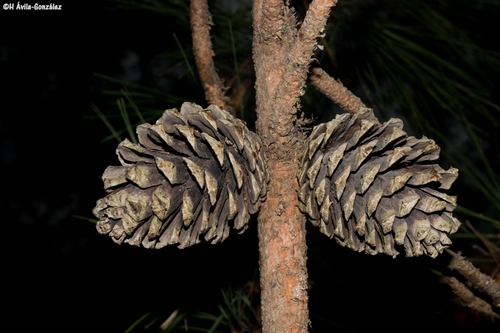 Durango pine
