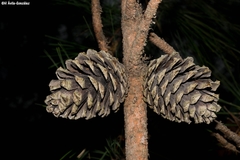 Pinus durangensis