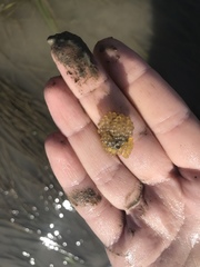 Aulorhynchus flavidus