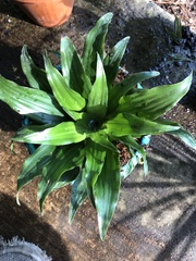 Dracaena fragrans compacta