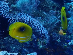 Chaetodon bennetti