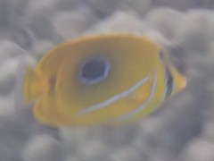 Chaetodon bennetti