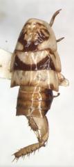 Latiblattella angustifrons