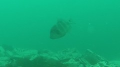 Pseudobalistes naufragium