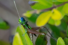 Megacheilacris vallensis