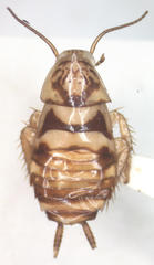 Latiblattella angustifrons