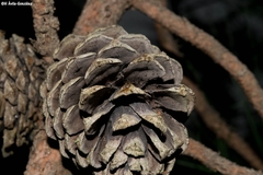 Pinus durangensis