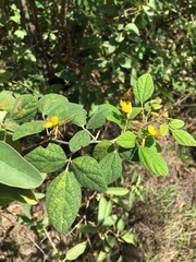 Rhynchosia reticulata