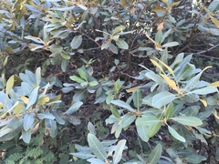 Chrysolepis sempervirens