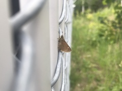 Polites themistocles