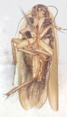 Latiblattella angustifrons
