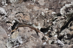 Cryptoblepharus poecilopleurus paschalis