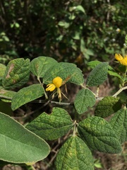 Rhynchosia reticulata