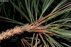 Pinus durangensis