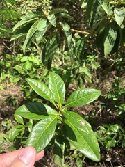Bourreria virgata