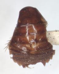 Myrmecoblatta wheeleri