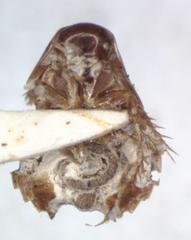 Myrmecoblatta wheeleri