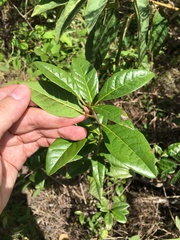 Bourreria virgata