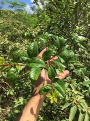 Bourreria virgata