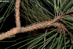 Pinus durangensis