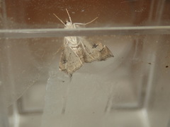 Scybalistodes periculosalis