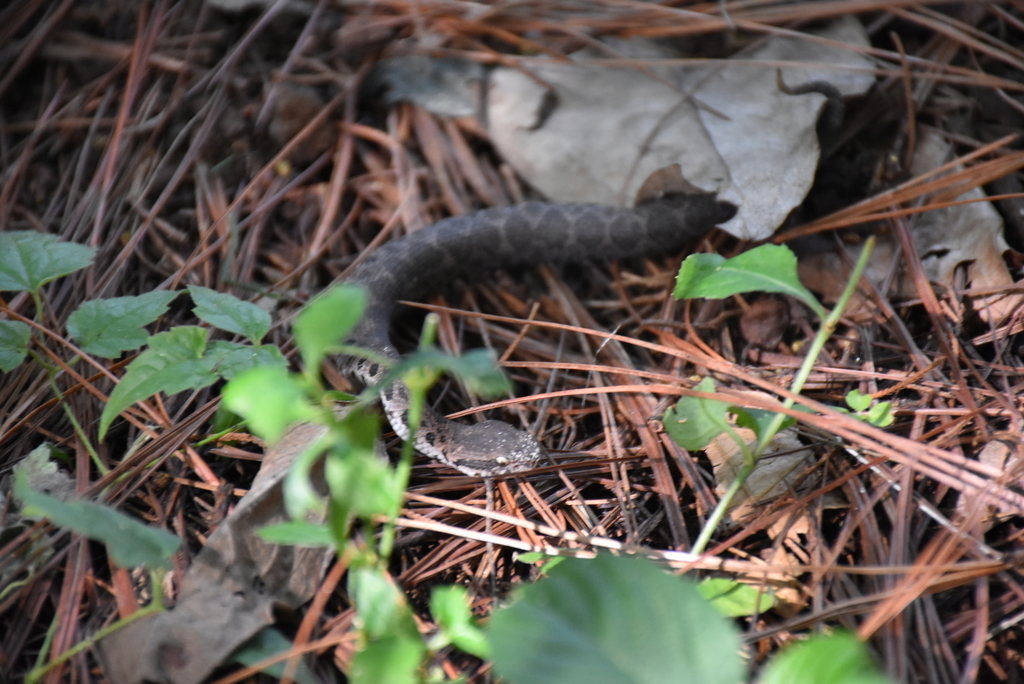Guatemalan Jumping Pitviper