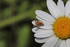 Oxyna flavipennis