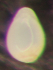 Fissurina