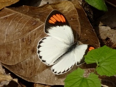 Colotis euippe euippe