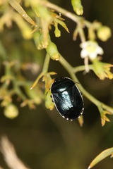Canthophorus melanopterus