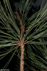 Pinus durangensis