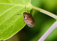 Neottiglossa undata