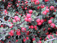 Cotoneaster hodjingensis