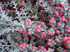 Cotoneaster hodjingensis