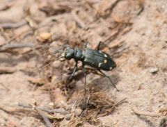 Cicindela depressula