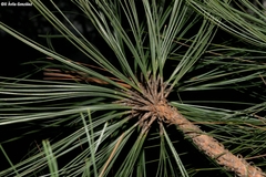 Pinus durangensis