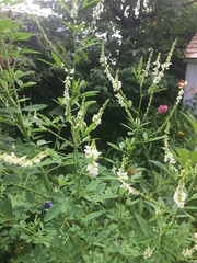 Melilotus albus image