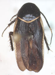 Pseudomops cinctus