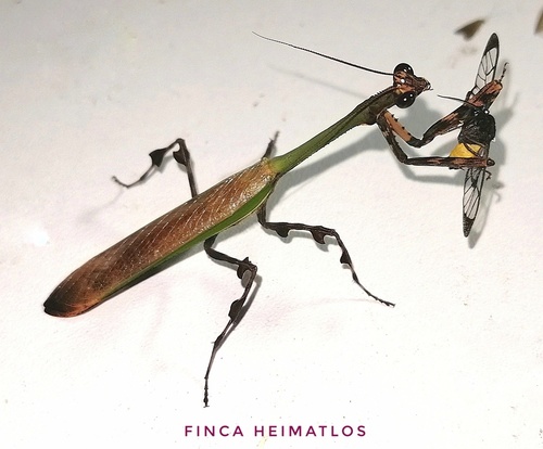 Vates weyrauchi