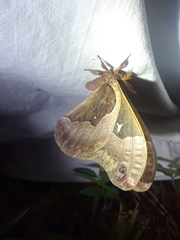 Callosamia angulifera