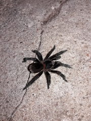 Homoeomma uruguayense