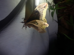 Callosamia angulifera