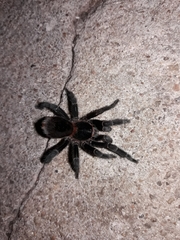 Homoeomma uruguayense